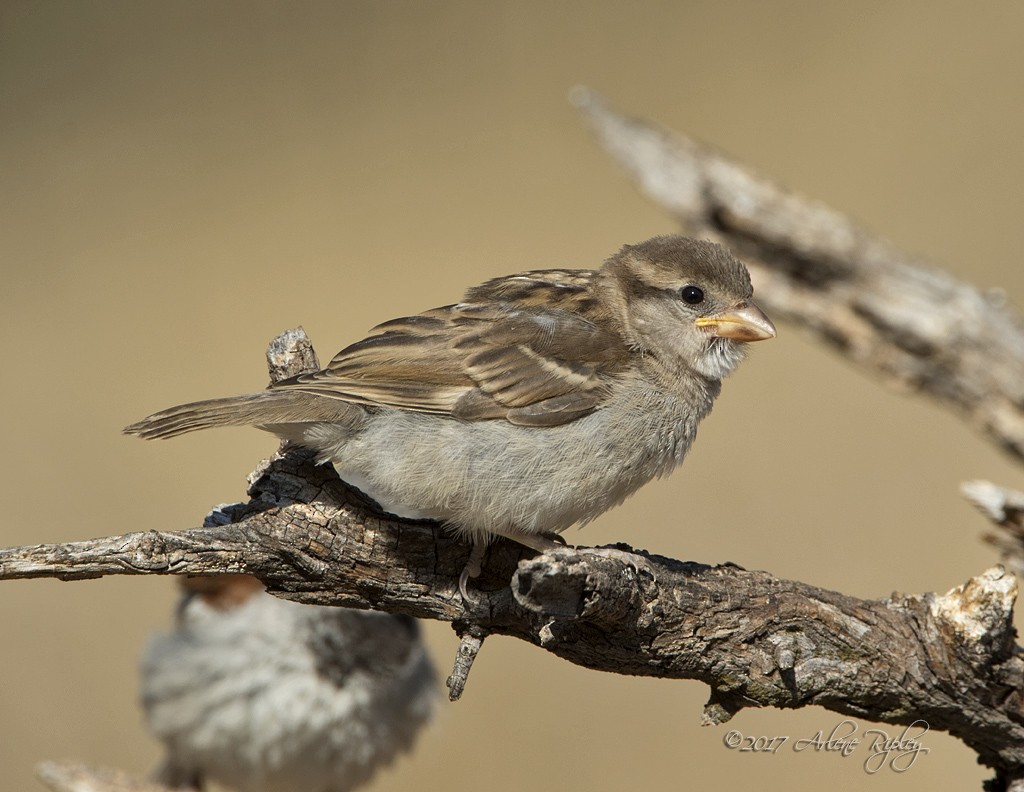 House Sparrow - Arlene Ripley