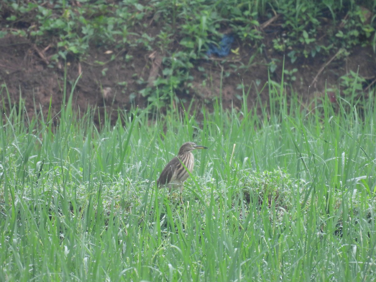 Indian Pond-Heron - ML626452449
