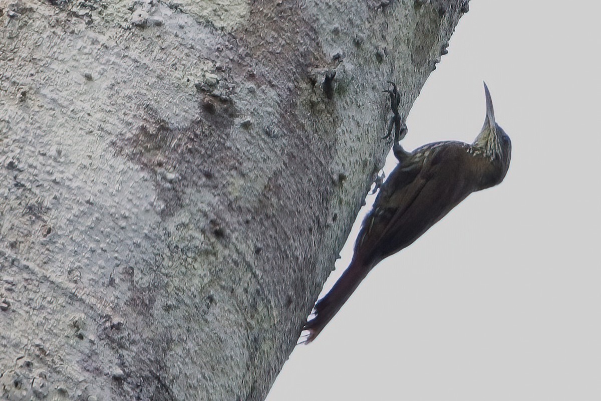 Dusky-capped Woodcreeper (Layard's) - ML626452599