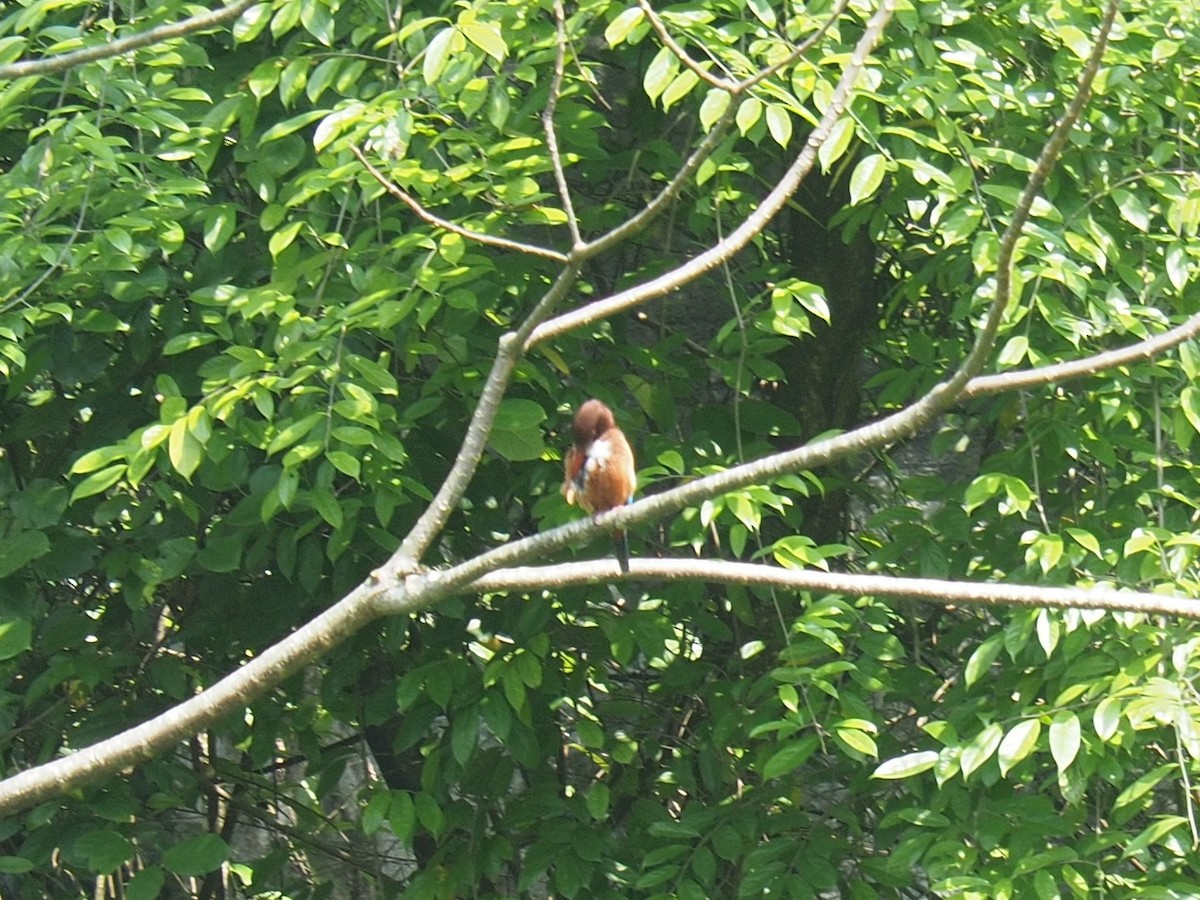 White-throated Kingfisher - ML626452622