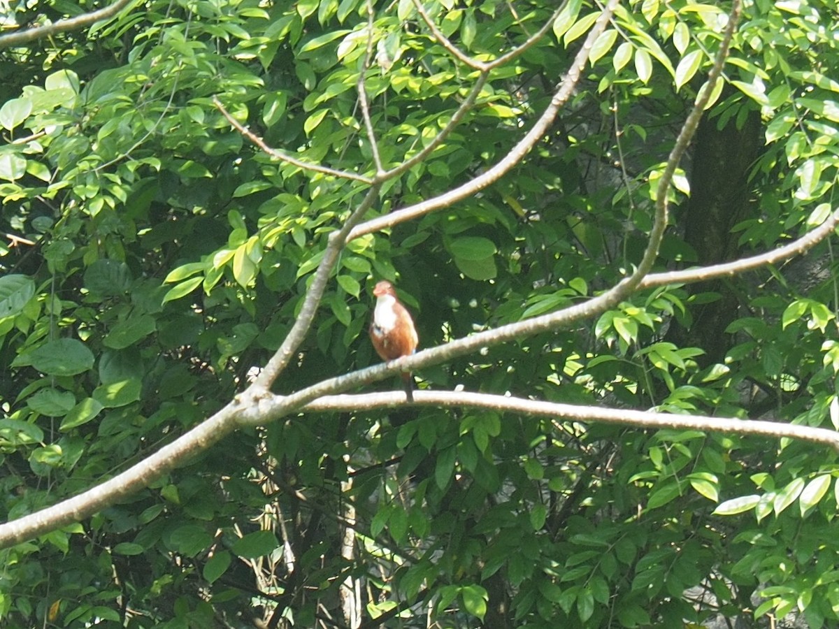 White-throated Kingfisher - ML626452623