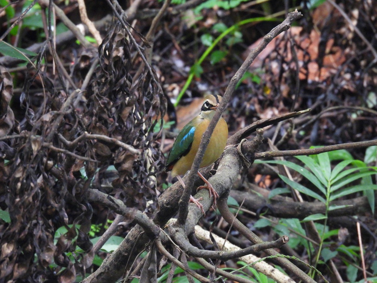 Indian Pitta - ML626452641