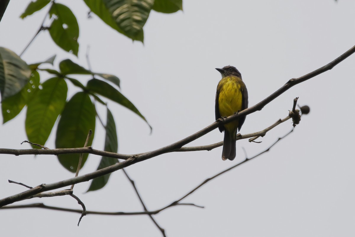 Dusky-chested Flycatcher - ML626452657