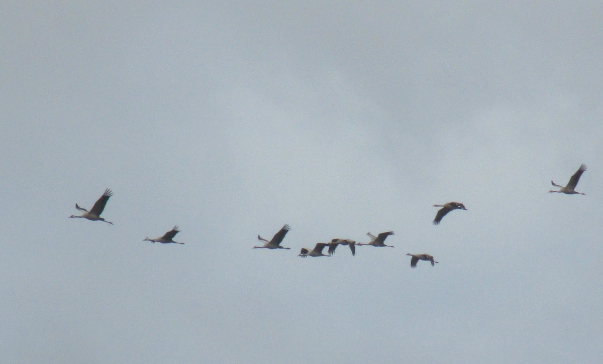 Common Crane - ML626452692