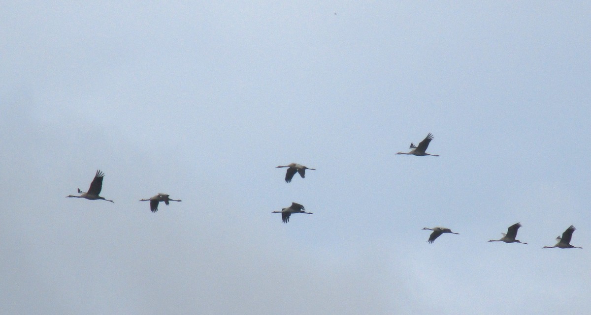 Common Crane - ML626452693