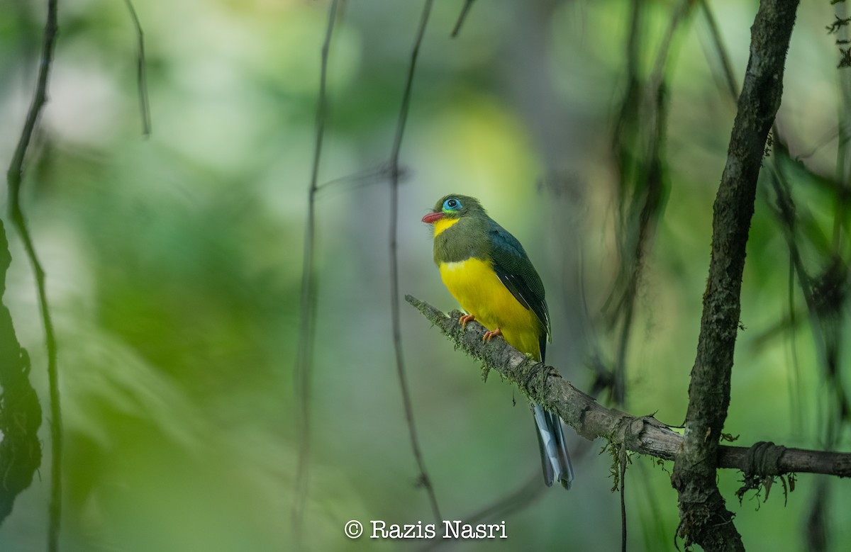 Sumatran Trogon - ML626452703