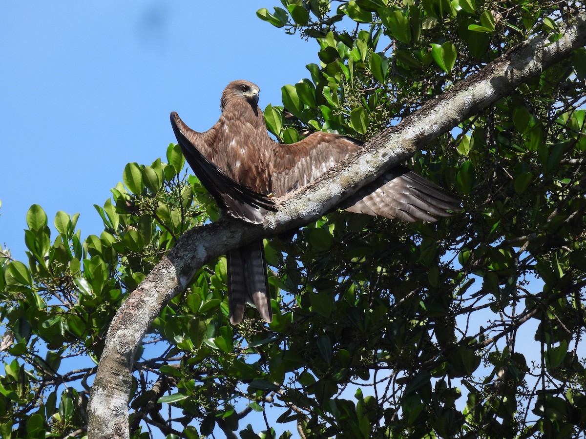 黑鳶 - ML626452717