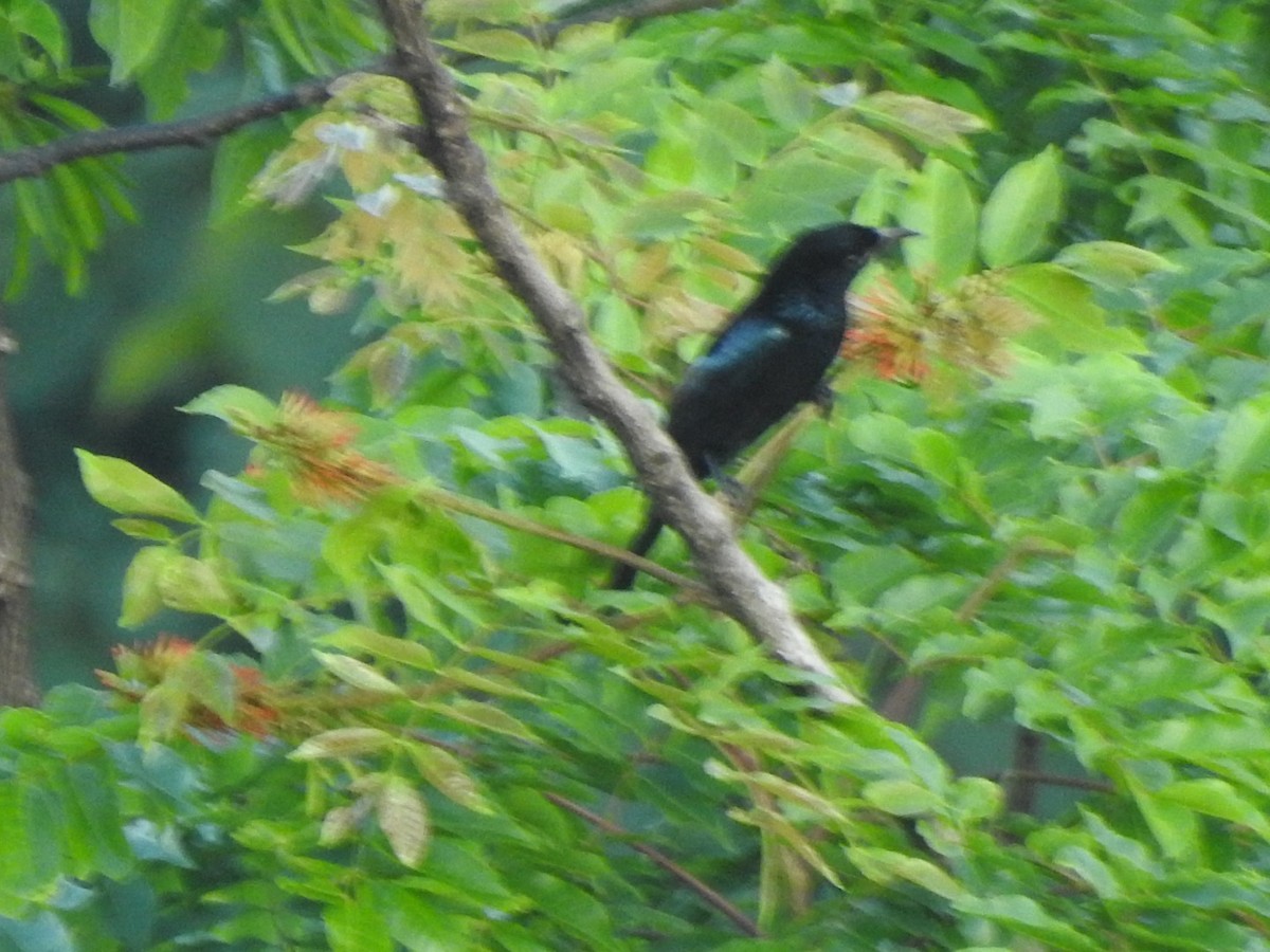 hårdrongo - ML626452733
