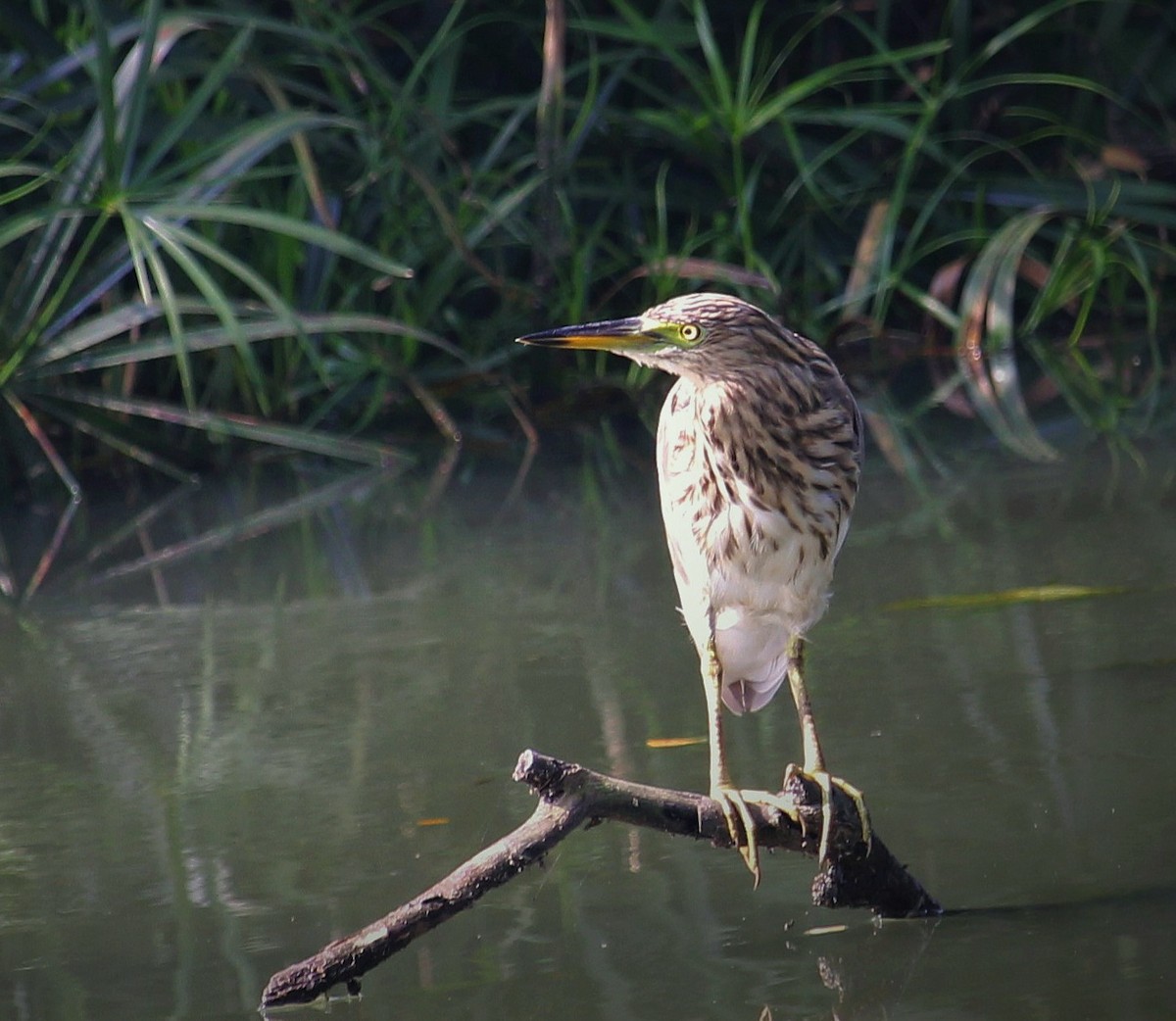 mangrovehegre - ML626452760