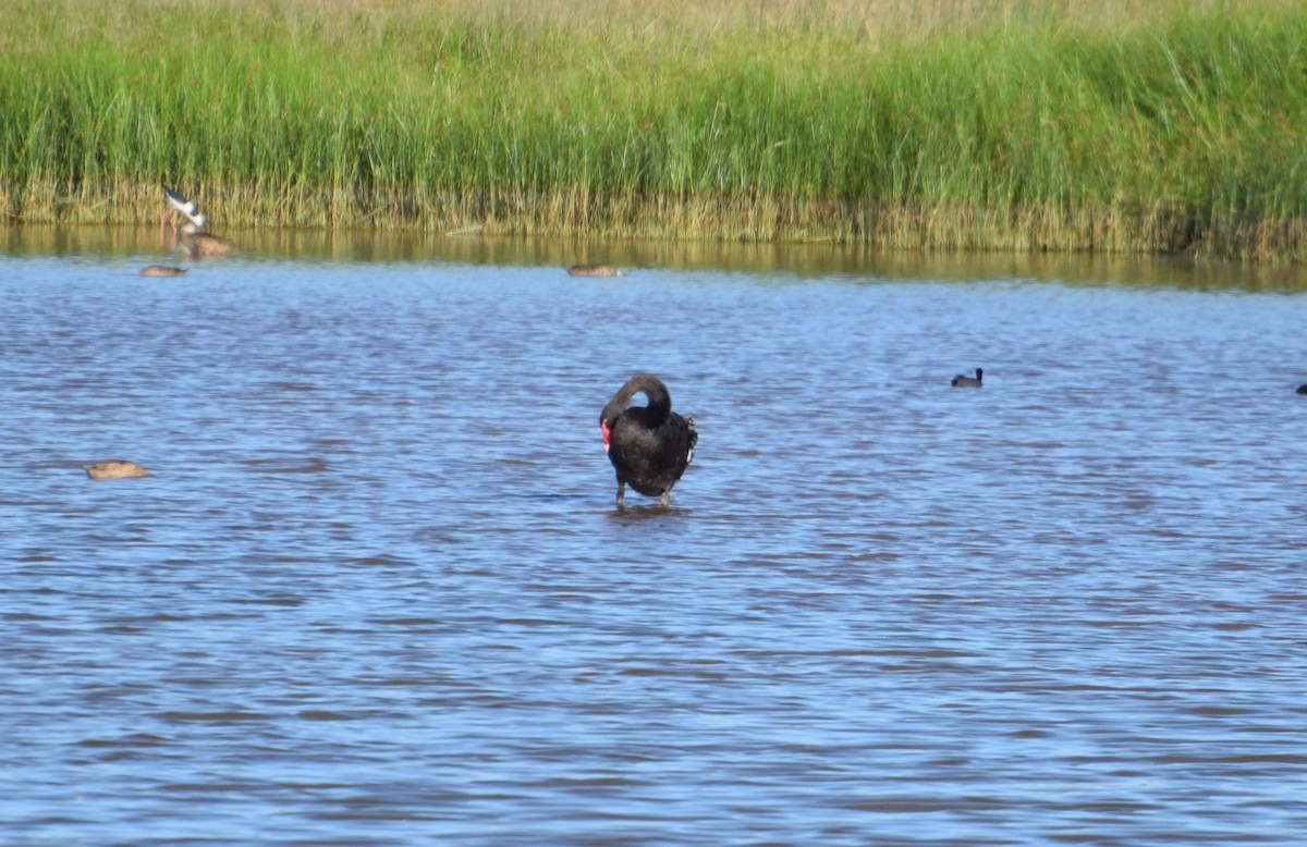 labuť černá - ML626452898