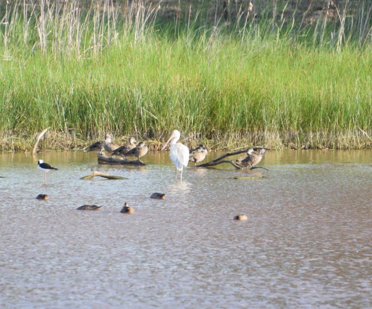 kolpík žlutozobý - ML626452915