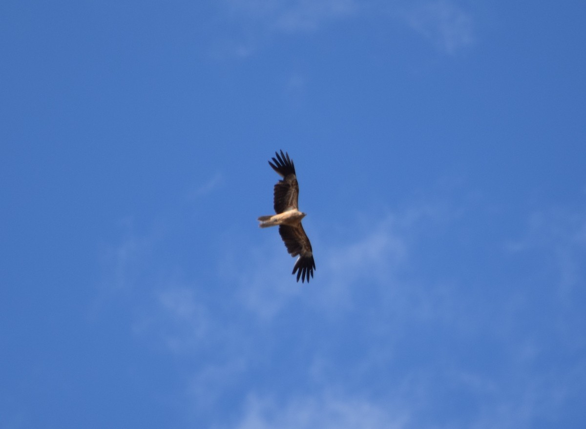 luňák hvízdavý - ML626452920