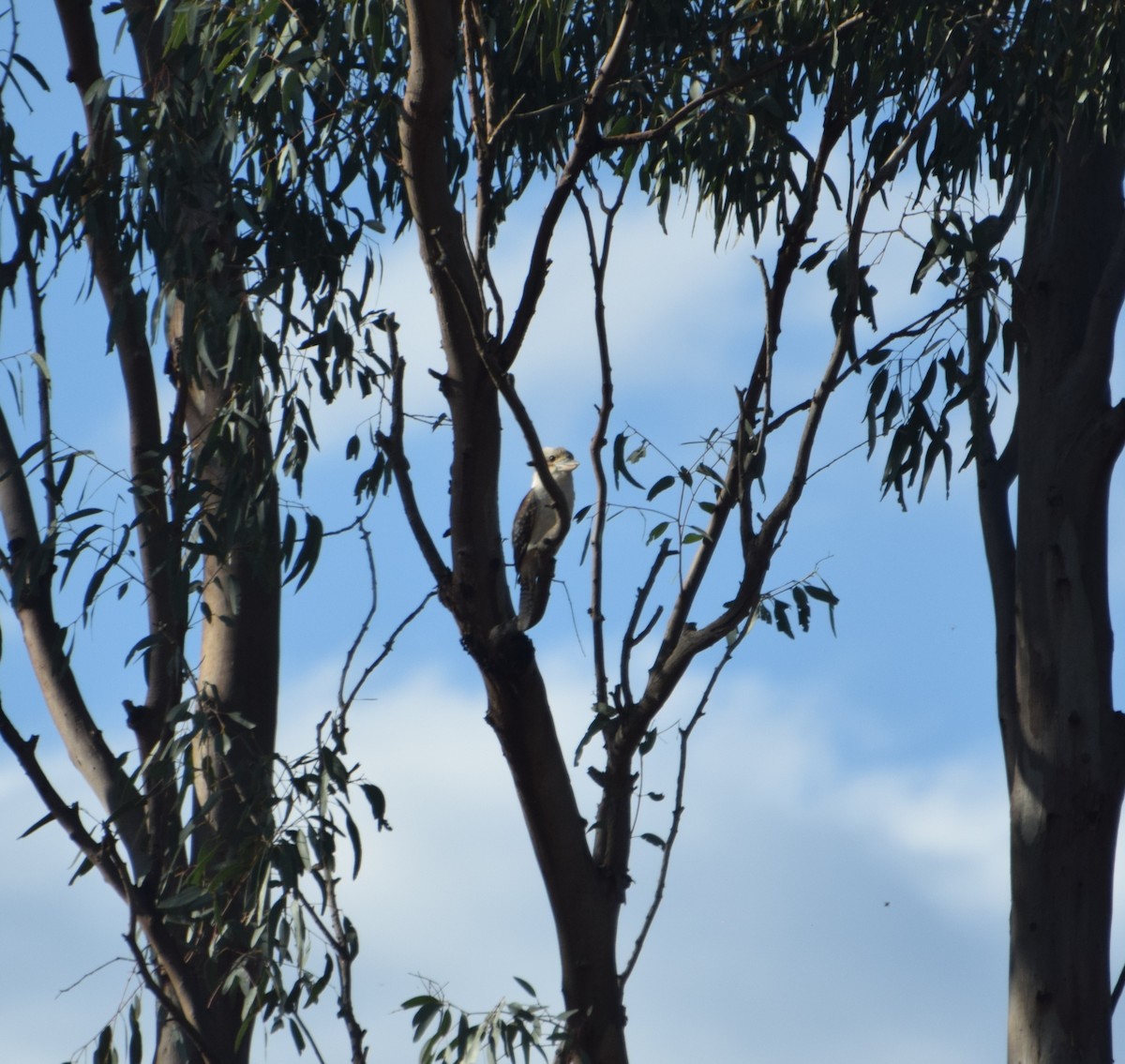 ledňák obrovský - ML626452923