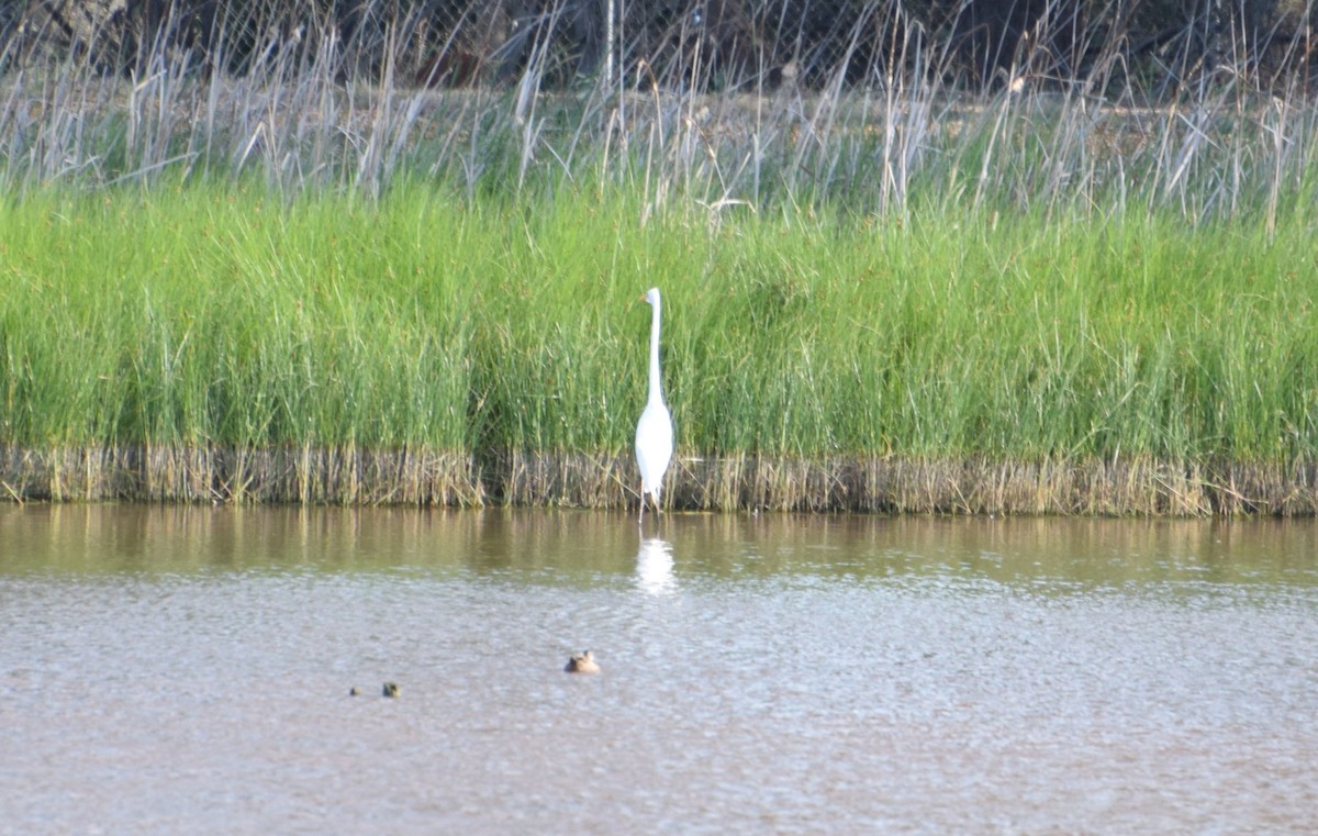 volavka bílá - ML626452929