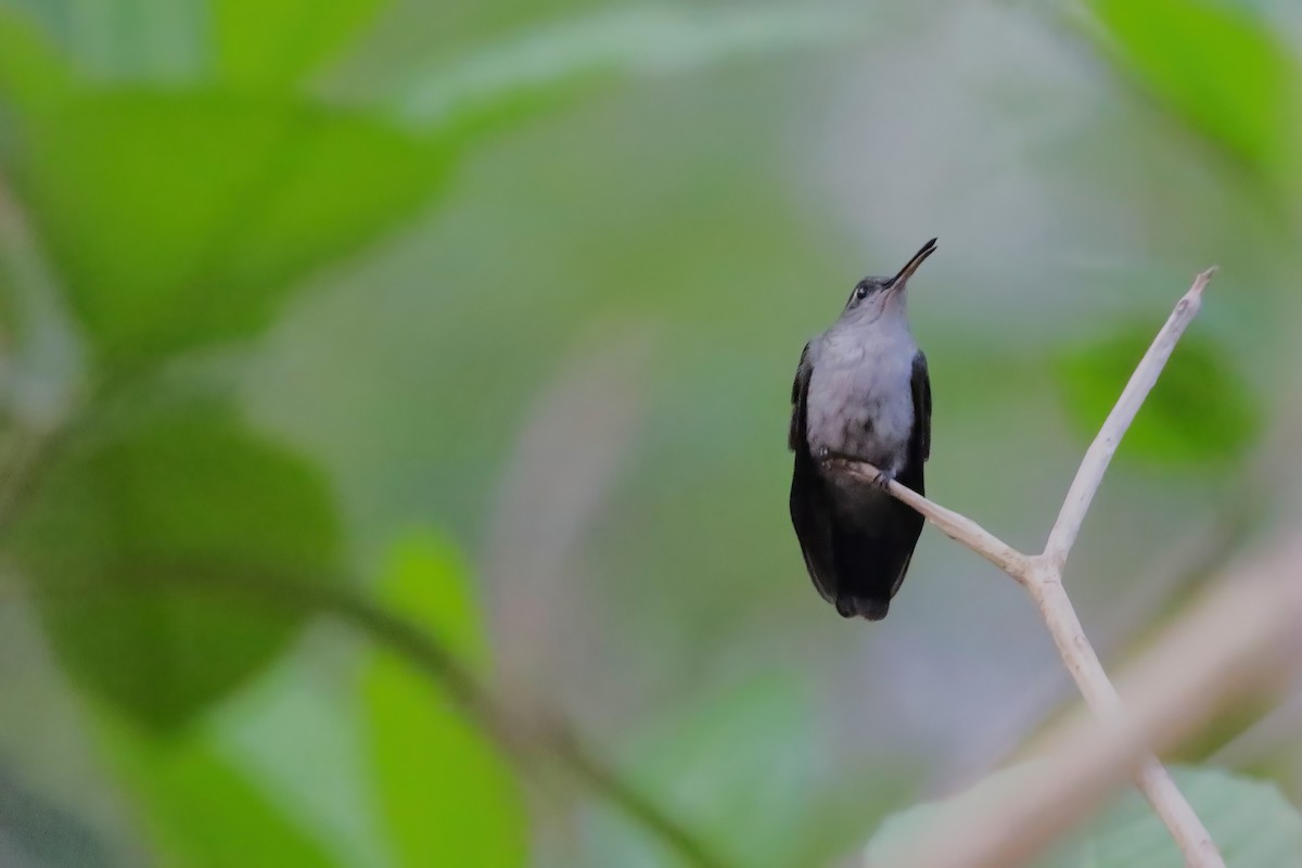 Gray-breasted Sabrewing (obscurus) - ML626452940