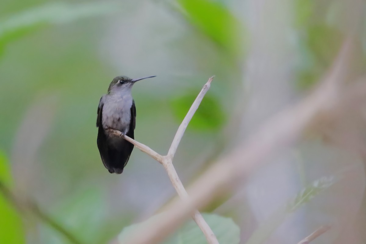 Gray-breasted Sabrewing (obscurus) - ML626452943