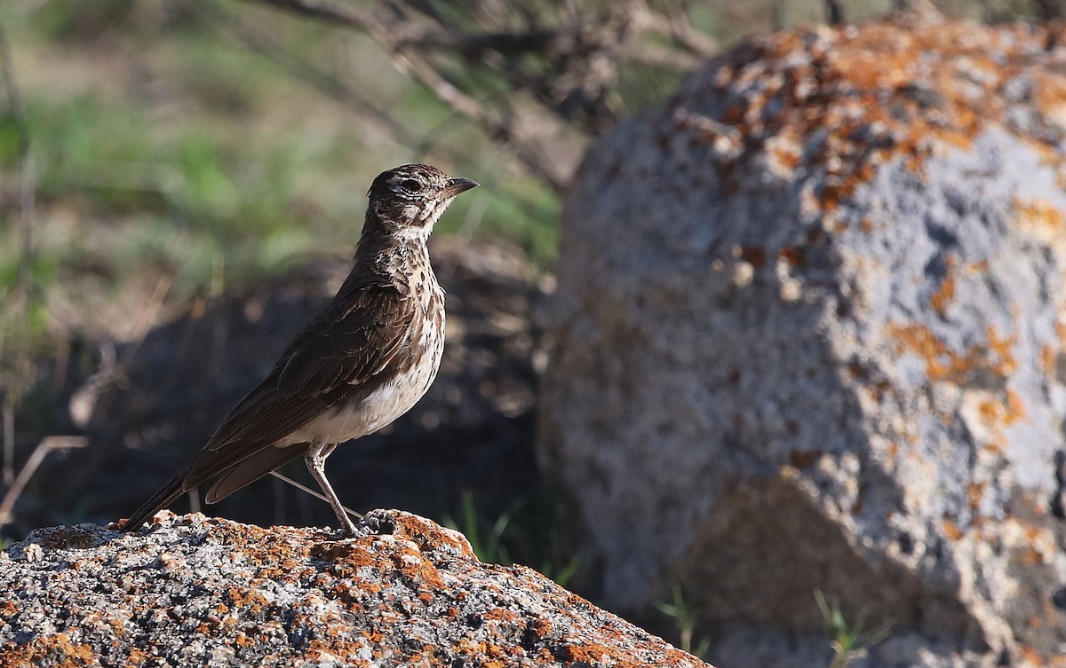 Dusky Lark - ML626453184