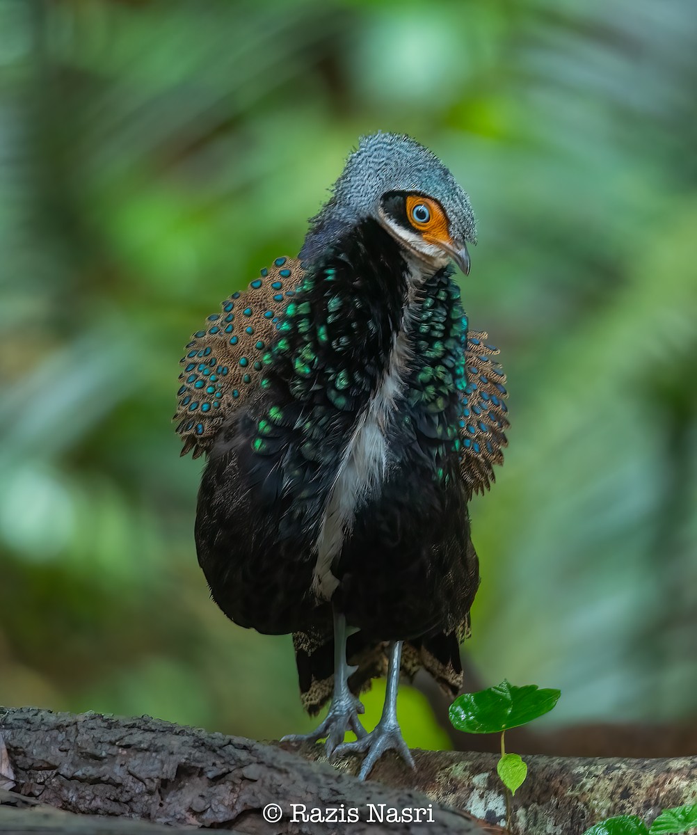 Bornean Peacock-Pheasant - ML626453278