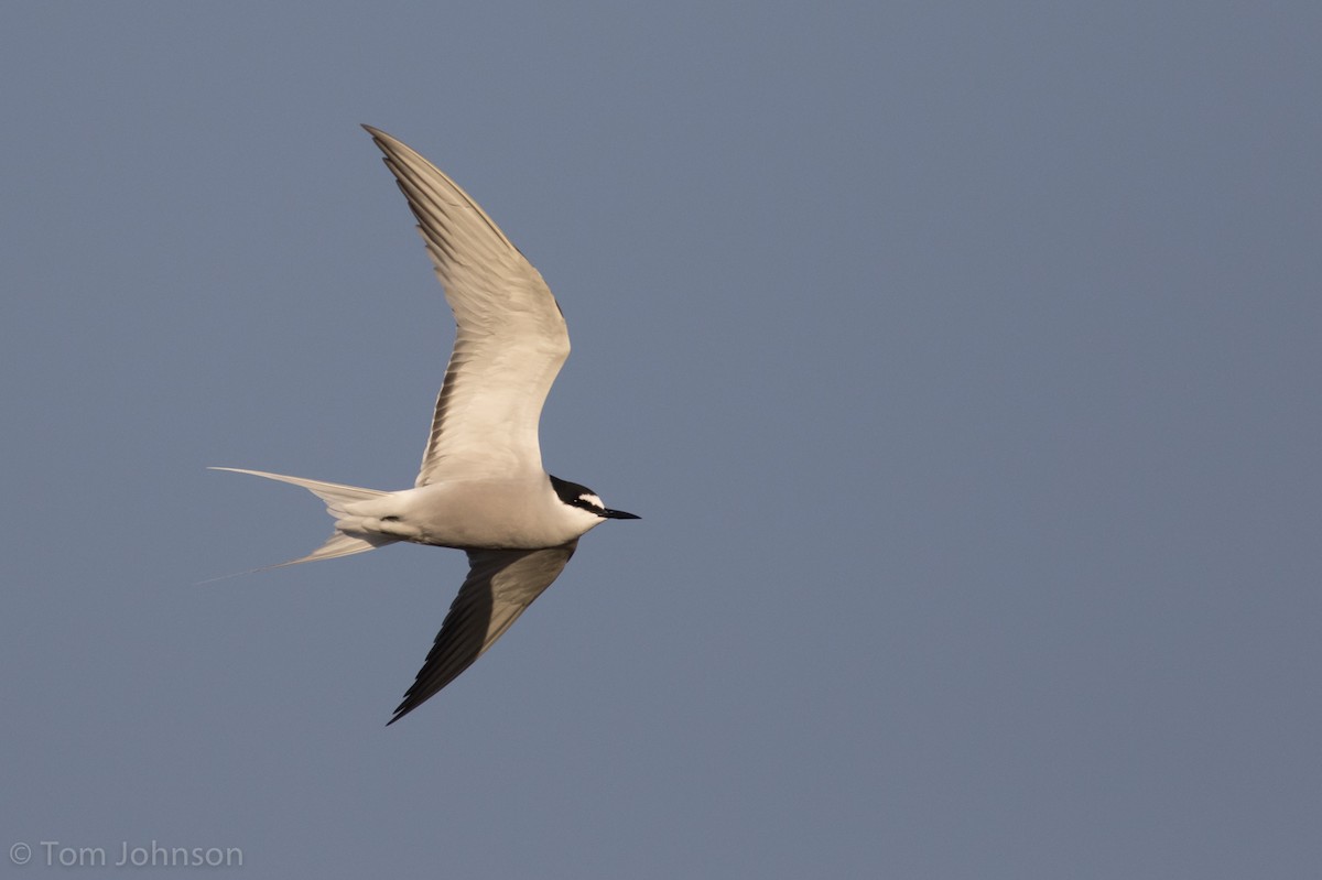 Aleutian Tern - ML62645331