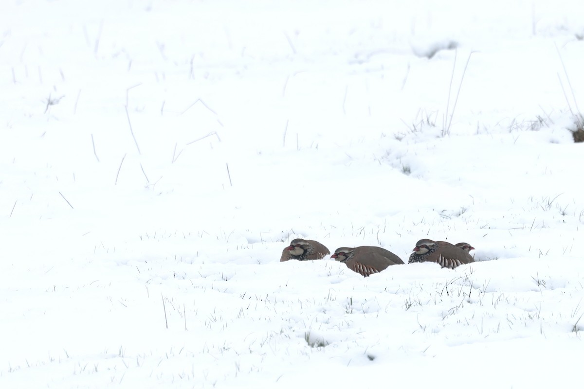 Red-legged Partridge - ML626454018