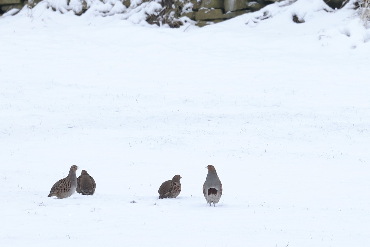 Gray Partridge - ML626454024