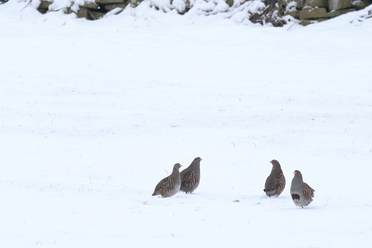 Gray Partridge - ML626454025