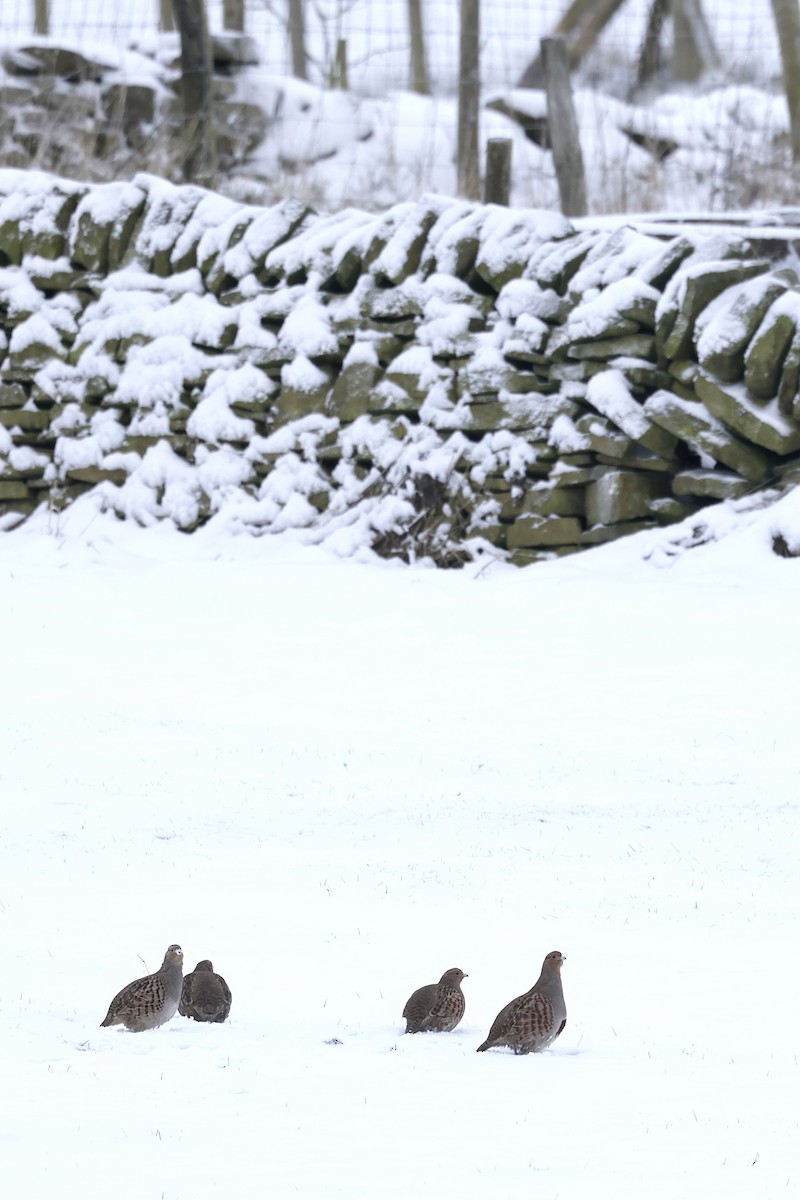 Gray Partridge - ML626454026