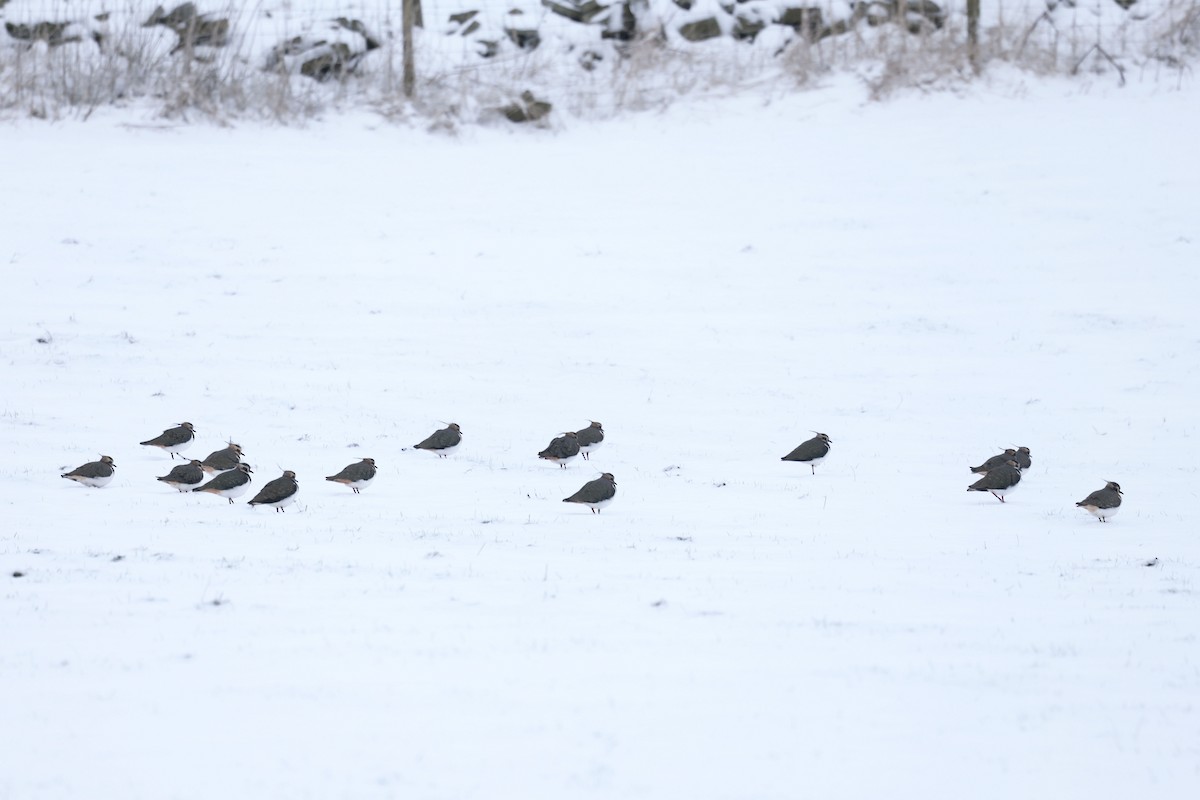 Northern Lapwing - ML626454072