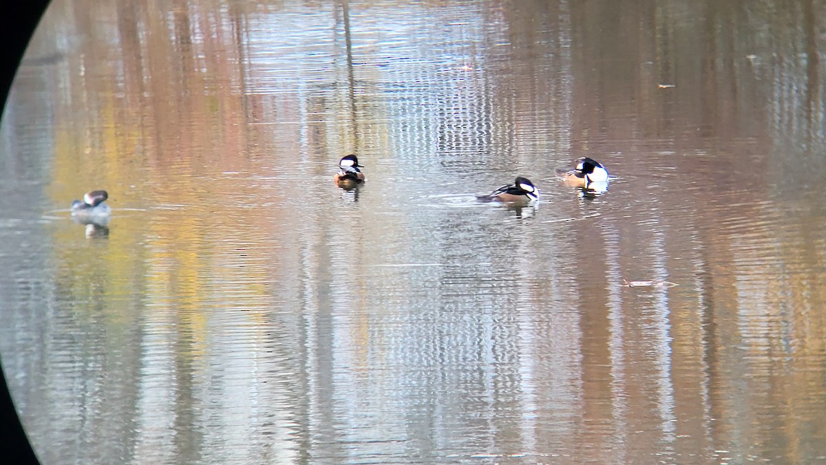 Hooded Merganser - ML626454200