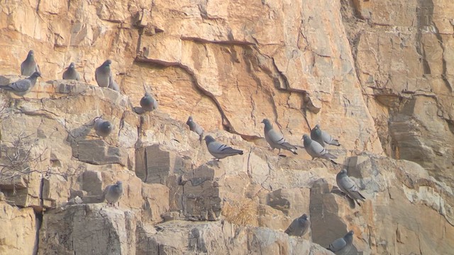 Pigeon des rochers - ML626454260