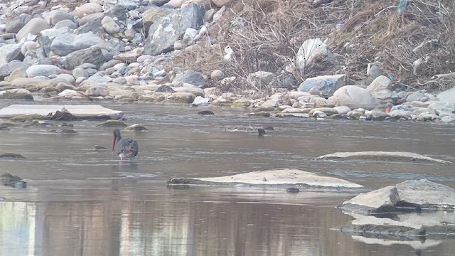 Black Stork - ML626454348