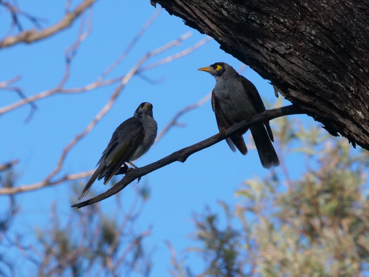 Noisy Miner - ML626454441