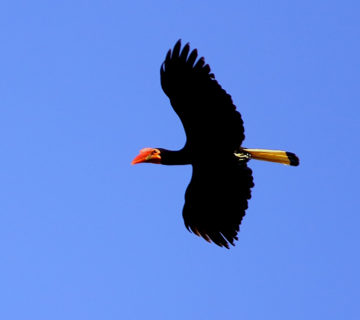 Writhed Hornbill - ML626454453