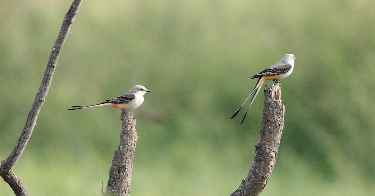 Scissor-tailed Flycatcher - ML626454571