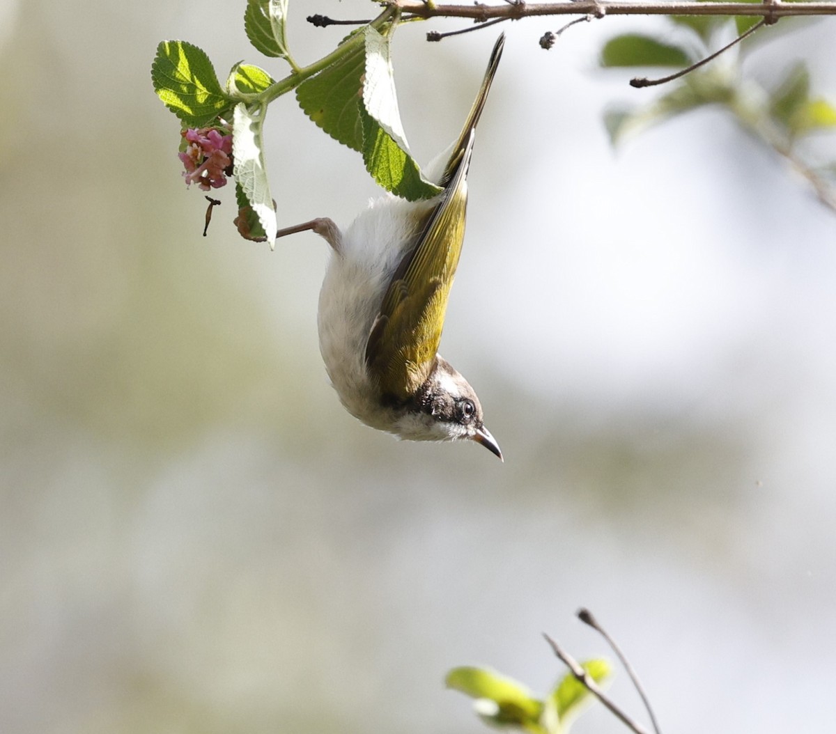 White-throated Honeyeater - ML626454621
