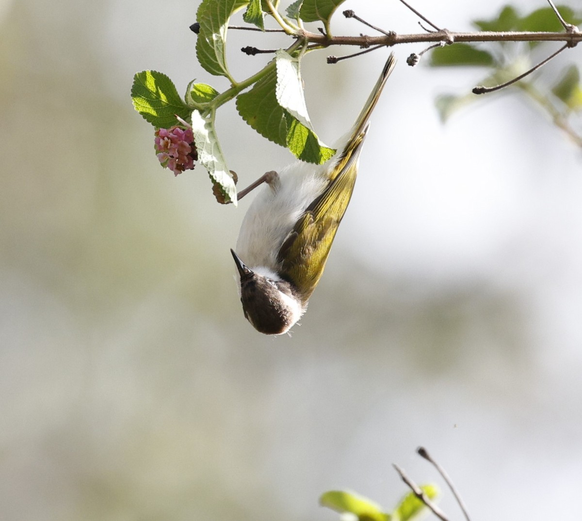 White-throated Honeyeater - ML626454622