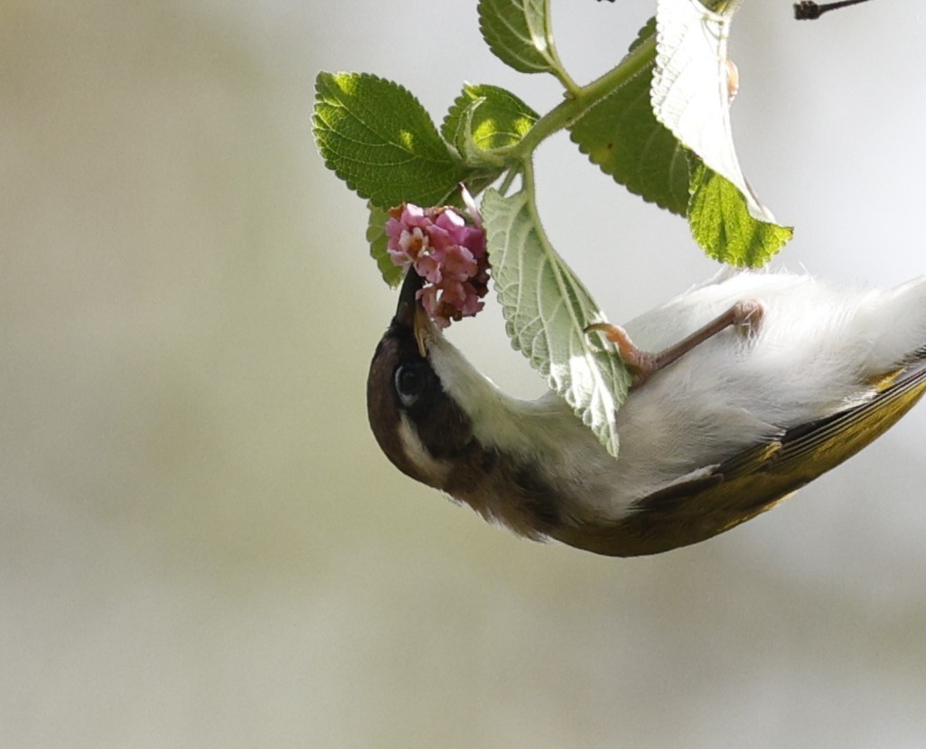 White-throated Honeyeater - ML626454624