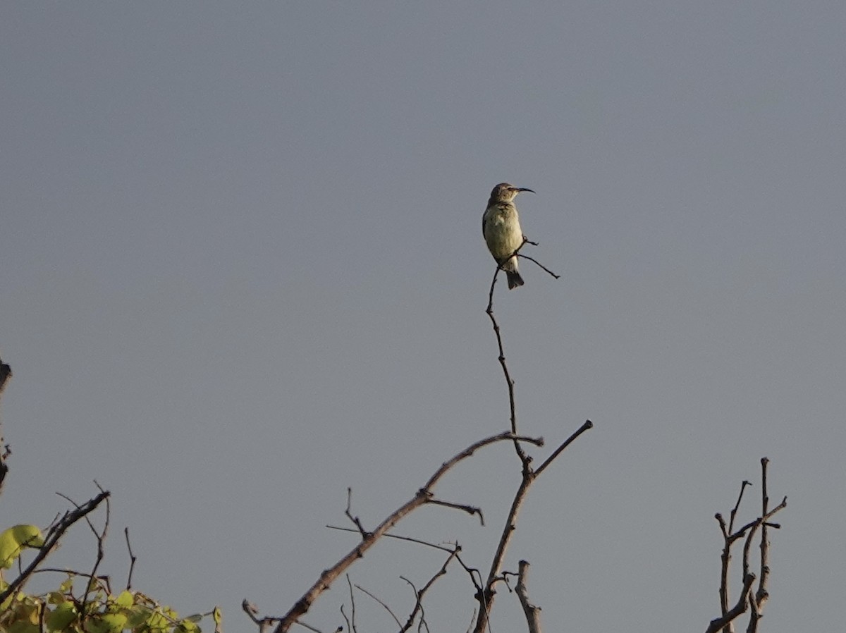 Variable Sunbird - ML626454637
