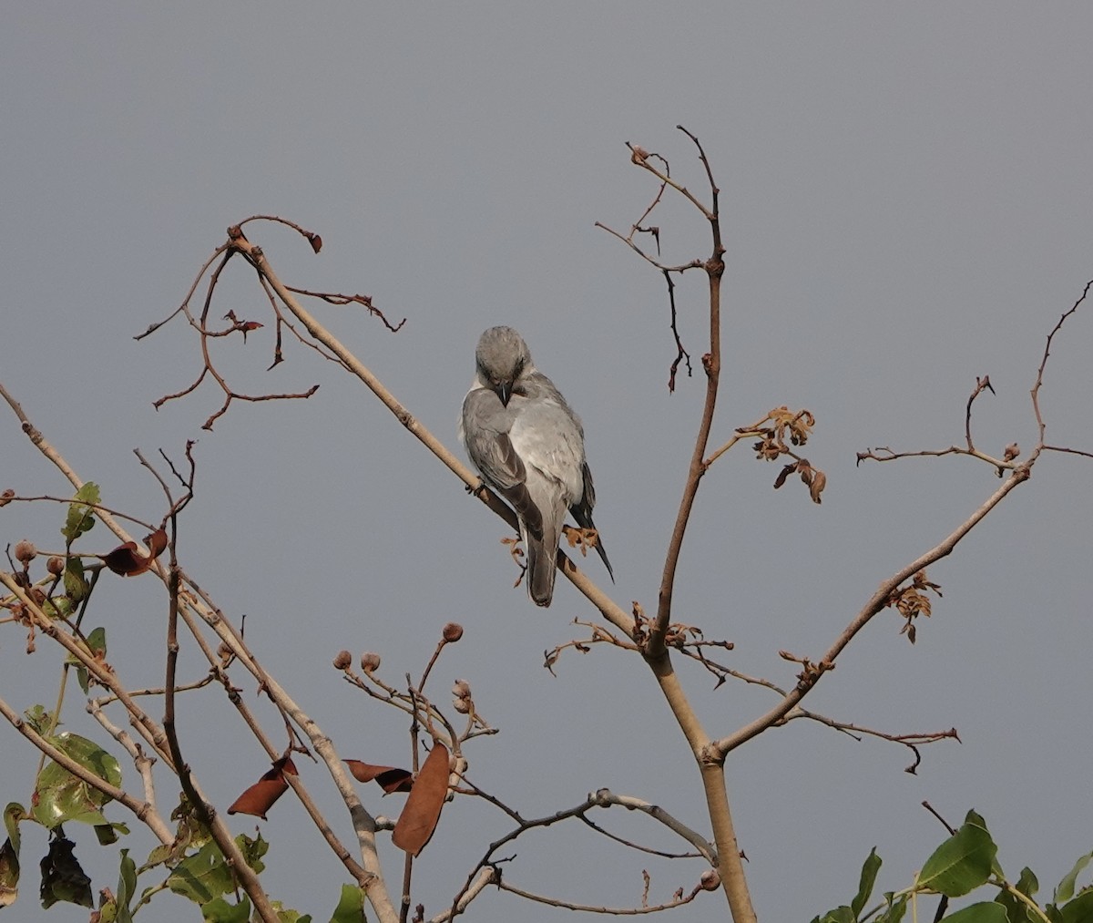 White-breasted Cuckooshrike - ML626454711