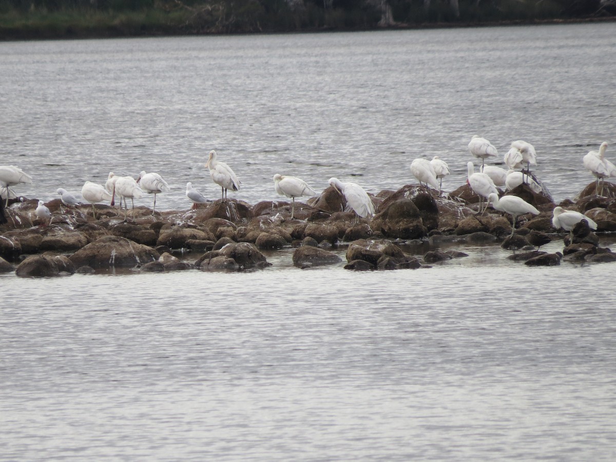 Yellow-billed Spoonbill - ML62645481