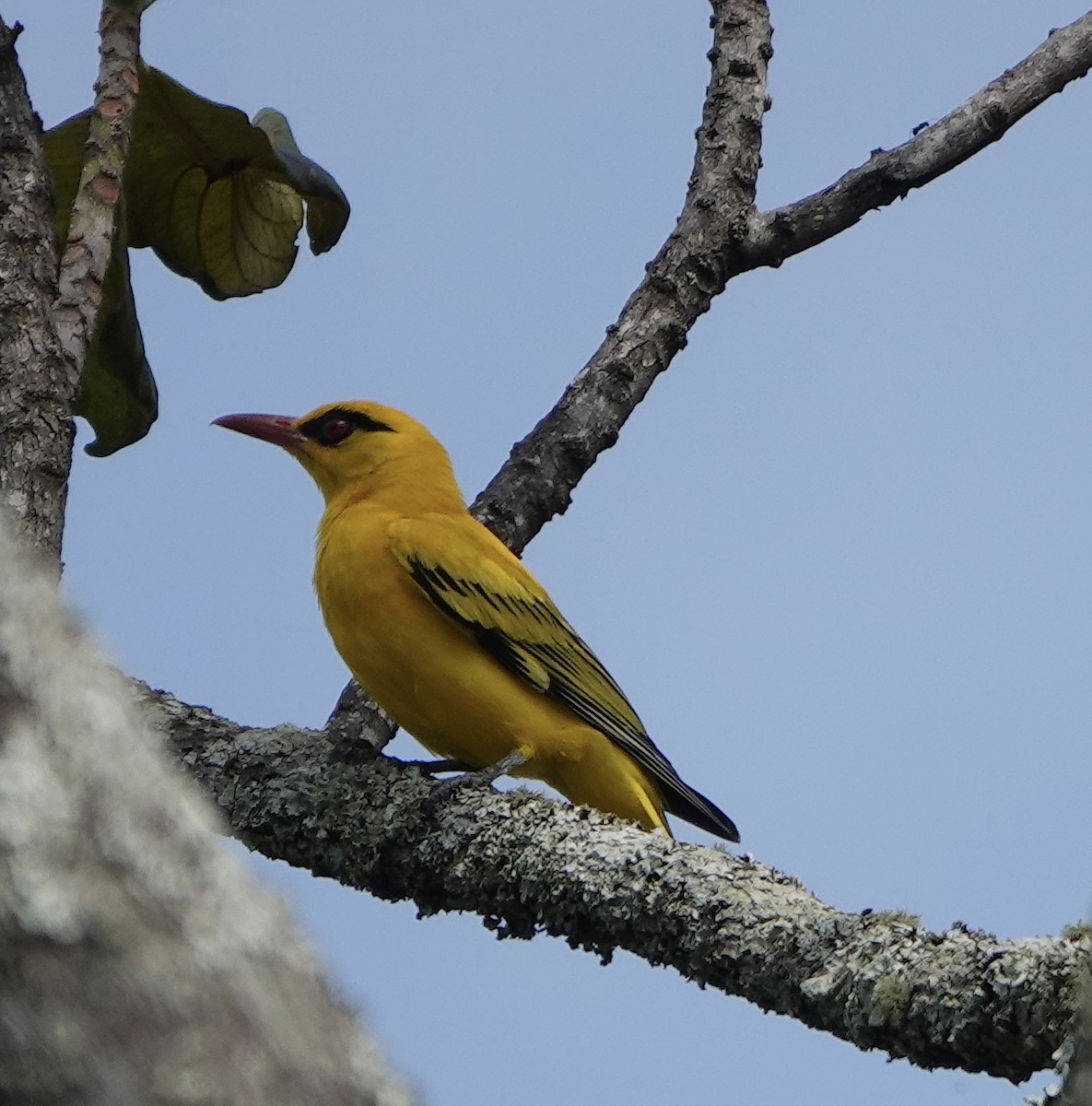 African Golden Oriole - ML626454910