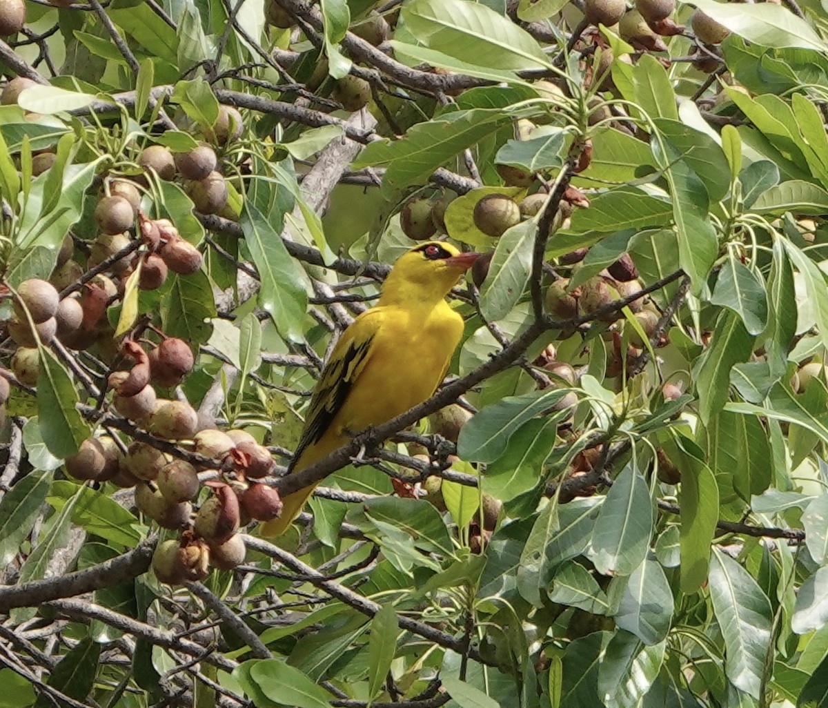 African Golden Oriole - ML626454911