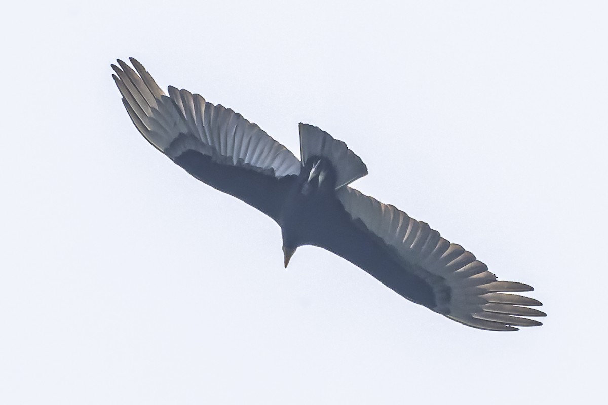 Lesser Yellow-headed Vulture - ML626454980