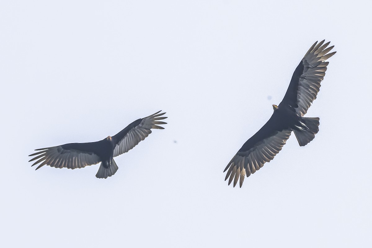 Lesser Yellow-headed Vulture - ML626454982