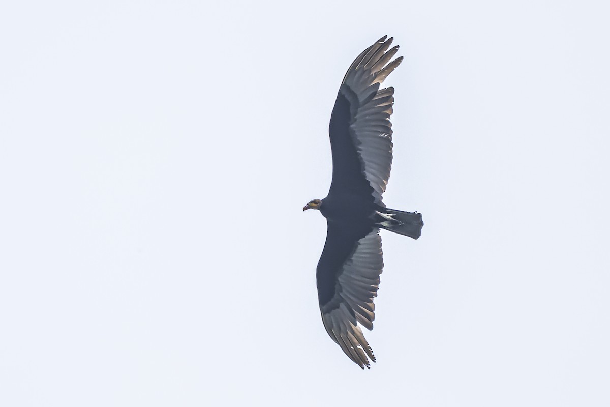 Lesser Yellow-headed Vulture - ML626455013