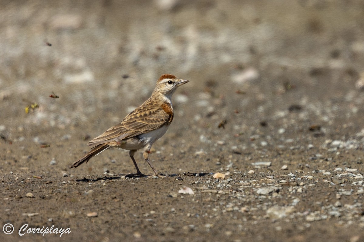 Red-capped Lark - ML626455097