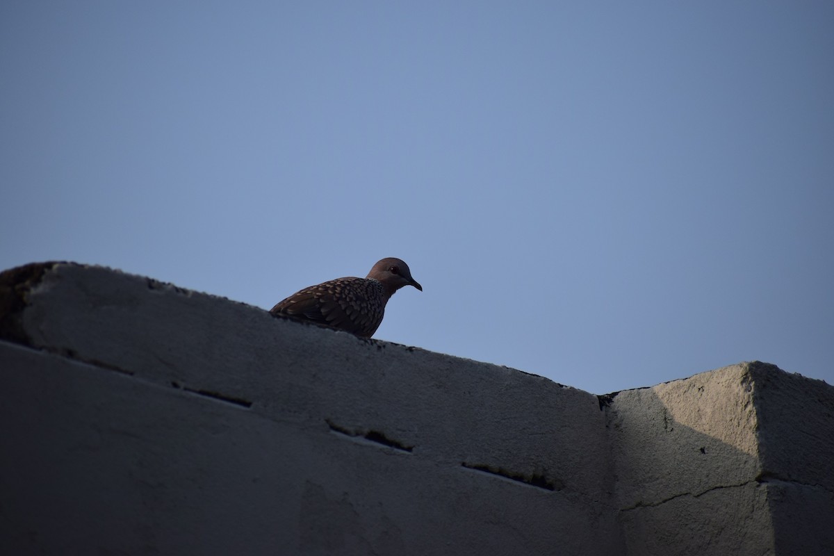 Spotted Dove - ML626455408