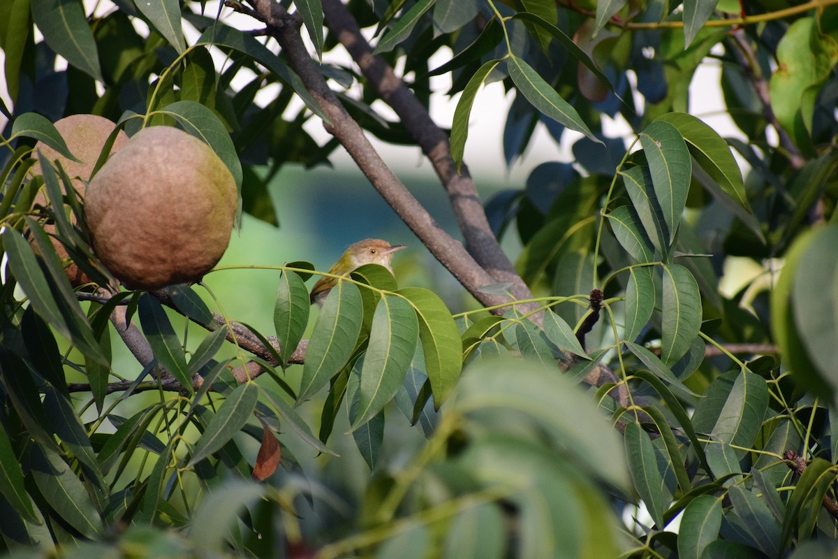 Common Tailorbird - ML626455409