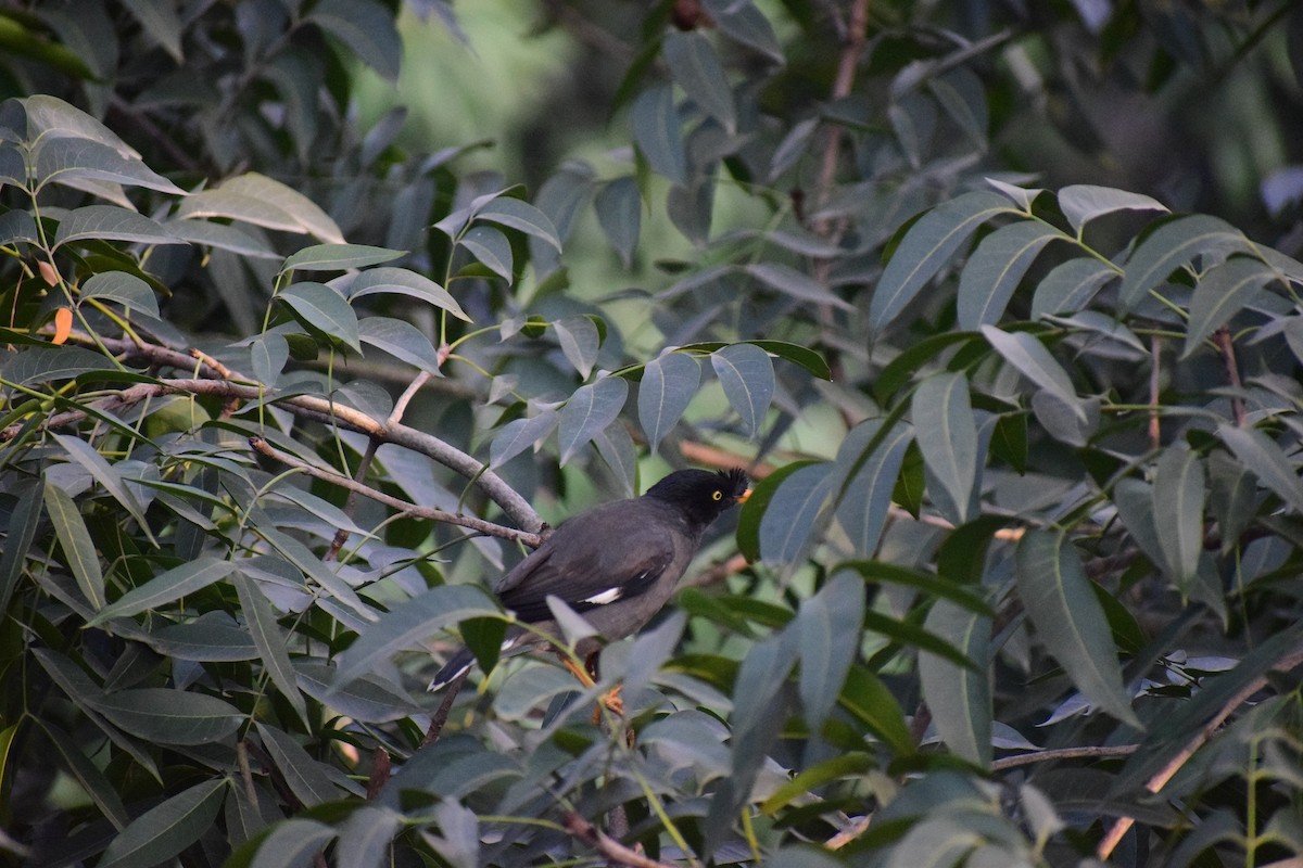 Jungle Myna - ML626455410