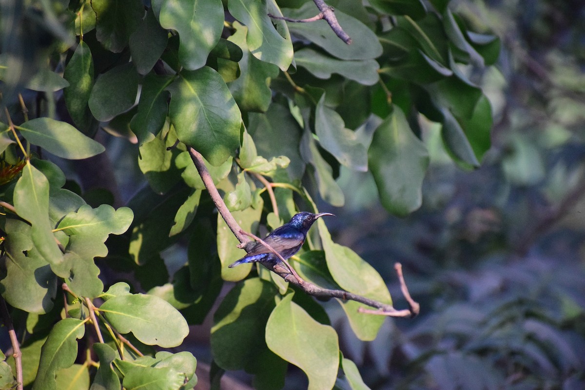 Purple Sunbird - ML626455413